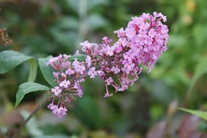 Vlinderstruik (Buddleja Davidii 'Pink Delight') 6 Vlinderstruik (Buddleja Davidii 'Pink Delight') - Afbeelding 4