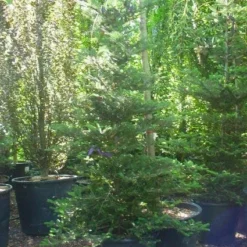 Koreaanse Zilverspar (Abies Koreana) -Groen Dome Verkoopwinkel 20120216113327 6