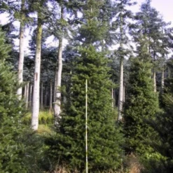 Koreaanse Zilverspar (Abies Koreana) -Groen Dome Verkoopwinkel 20120216113423 6