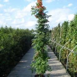 Trompetbloem (Campsis Tagliabuana 'Mme Galen') -Groen Dome Verkoopwinkel 20120218105251 9