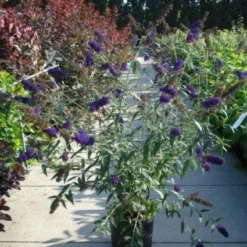 Vlinderstruik (Buddleja Davidii 'Black Knight') -Groen Dome Verkoopwinkel 20120218105758 5