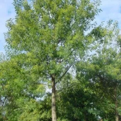 Mimosa Als Boom (Acacia Dealbata) -Groen Dome Verkoopwinkel 20120219160954 6