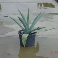 Agave (Agave Americana) -Groen Dome Verkoopwinkel 20120220095820 3