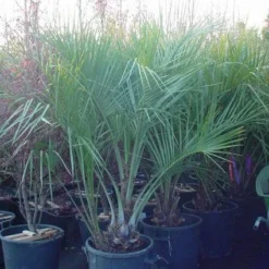 Geleipalm (Butia Capitata) -Groen Dome Verkoopwinkel 20120220110229 6