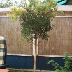 Lampepoetserplant Op Stam (Callistemon Laevis ) -Groen Dome Verkoopwinkel 20120220111108 1