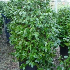 Camelia (Camellia, Rood) -Groen Dome Verkoopwinkel 20120220112609 60 12