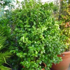 Camelia (Camellia, Wit) -Groen Dome Verkoopwinkel 20120220112651 5