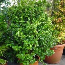 Camelia (Camellia, Rose) -Groen Dome Verkoopwinkel 20120220112744 20 4 1