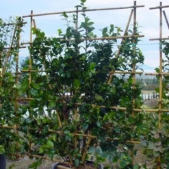 Camelia Als Leivorm (Camellia Japonica) -Groen Dome Verkoopwinkel 20120220112828 2