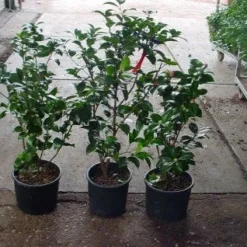 Camelia (Camellia, Rood) -Groen Dome Verkoopwinkel 20120220112914 60 12