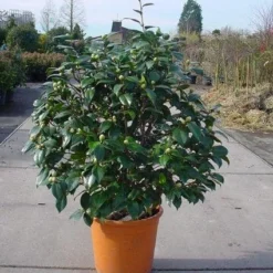 Camelia (Camellia, Rose) -Groen Dome Verkoopwinkel 20120220113012 20 4 1