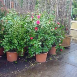 Camelia (Camellia, Rose) 14 Camelia (Camellia, Rose) -Groen Dome Verkoopwinkel 20120220113125 20 4