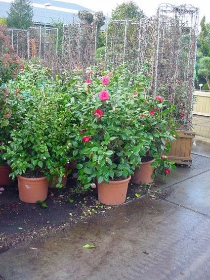 Camelia (Camellia, Rose) 5 Camelia (Camellia, Rose) - Afbeelding 3