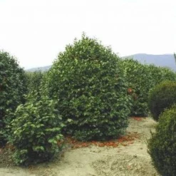 Camelia (Camellia, Rood) -Groen Dome Verkoopwinkel 20120220113515 24 12 12