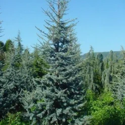 Atlasceder (Cedrus Libani 'Glauca') 14 Atlasceder (Cedrus Libani 'Glauca') -Groen Dome Verkoopwinkel 20120220143717 23