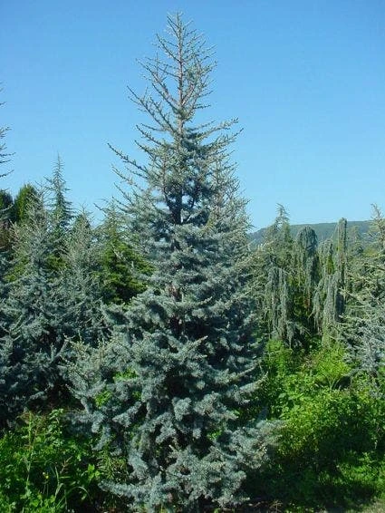 Atlasceder (Cedrus Libani 'Glauca') 5 Atlasceder (Cedrus Libani 'Glauca') - Afbeelding 3