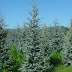 Atlasceder (Cedrus Libani 'Glauca') 15 Atlasceder (Cedrus Libani 'Glauca') -Groen Dome Verkoopwinkel 20120220143808 23