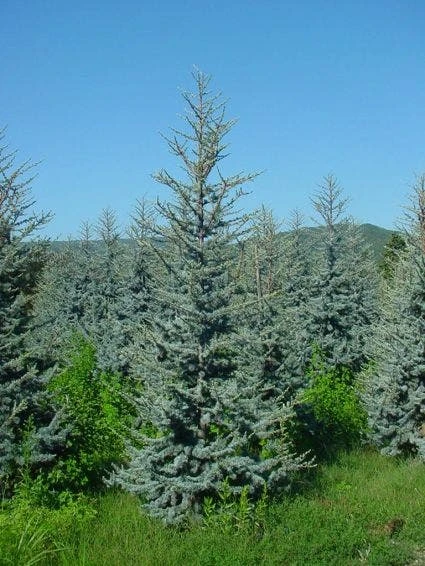 Atlasceder (Cedrus Libani 'Glauca') 6 Atlasceder (Cedrus Libani 'Glauca') - Afbeelding 4