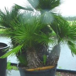 Dwergpalm (Chamaerops Humilis 'Vulcano') -Groen Dome Verkoopwinkel 20120220145217 8