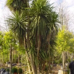 Cordyline (Cordyline Australis) -Groen Dome Verkoopwinkel 20120220150143 8