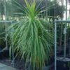 Cordyline (Cordyline Australis)