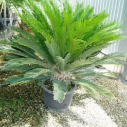 Cycaspalm (Cycas Revoluta) -Groen Dome Verkoopwinkel 20120220154549 5