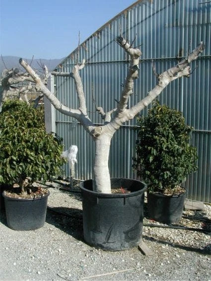 Vijg Als Solitair (Ficus Carica) 6 Vijg Als Solitair (Ficus Carica) - Afbeelding 4