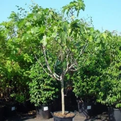 Vijg Op Stam (Ficus Carica) 15 Vijg Op Stam (Ficus Carica) -Groen Dome Verkoopwinkel 20120220162356 8