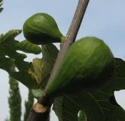 Vijg Op Stam (Ficus Carica) 14 Vijg Op Stam (Ficus Carica) -Groen Dome Verkoopwinkel 20120221133840 8
