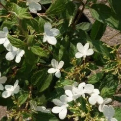 Sneeuwbal (Viburnum Plicatum 'Watanabe') 12 Sneeuwbal (Viburnum Plicatum 'Watanabe') -Groen Dome Verkoopwinkel 20120221135107 8