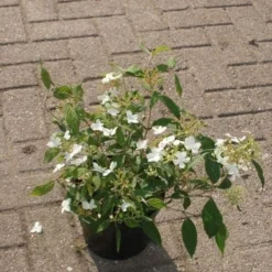 Sneeuwbal (Viburnum Plicatum 'Watanabe') 11 Sneeuwbal (Viburnum Plicatum 'Watanabe') -Groen Dome Verkoopwinkel 20120221135139 8