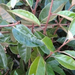 Olijfwilg Als Leivorm (Elaeagnus Ebbingei) -Groen Dome Verkoopwinkel 20120225093026 2