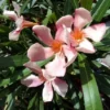 Roze Oleander (Nerium Oleander) -Groen Dome Verkoopwinkel 20120225093131 8