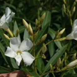 Oleander Als Boom (Nerium Oleander) -Groen Dome Verkoopwinkel 20120225093305 5