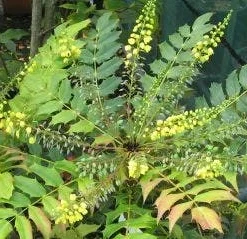 Mahoniestruik (Mahonia Media 'Winter Sun') -Groen Dome Verkoopwinkel 20120225093859 11