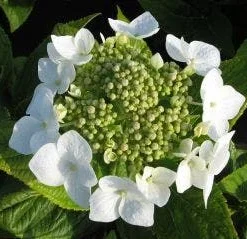 Hortensia (Hydrangea Macrophylla 'Lanarth White') -Groen Dome Verkoopwinkel 20120225172724 4