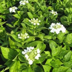 Hortensia (Hydrangea Macrophylla 'Lanarth White') -Groen Dome Verkoopwinkel 20120225172750 4