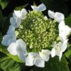 Hortensia (Hydrangea Macrophylla 'Teller White') -Groen Dome Verkoopwinkel 20120225173140 4