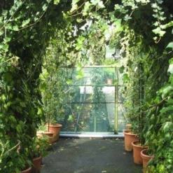 Klimop In Boogvorm (Hedera Hibernica) -Groen Dome Verkoopwinkel 20120226104942 1