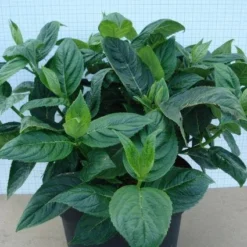 Hortensia (Hydrangea Macrophylla 'Lanarth White') -Groen Dome Verkoopwinkel 20120305134546 4