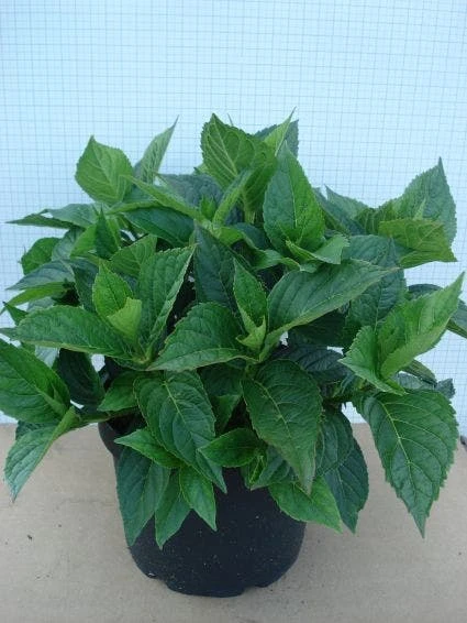 Hortensia (Hydrangea Macrophylla 'Mariesii Perfecta') 6 Hortensia (Hydrangea Macrophylla 'Mariesii Perfecta') -Groen Dome Verkoopwinkel 20120305134620 2