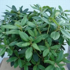 Rhododendron (Rhododendron 'Percy Wiseman') -Groen Dome Verkoopwinkel 20120305140017 1