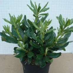 Rhododendron (Rhododendron 'Nova Zembla') -Groen Dome Verkoopwinkel 20120305140253 7