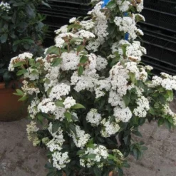 Groenblijvende Sneeuwbal (Viburnum Tinus 'Eve Price') -Groen Dome Verkoopwinkel 20120821145045 50 10 1