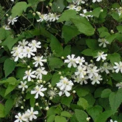 Bosrank (Clematis 'Paul Farges') -Groen Dome Verkoopwinkel 20120919135912 1