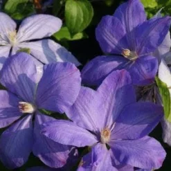 Bosrank (Clematis 'Mrs Cholmondeley') 17 Bosrank (Clematis 'Mrs Cholmondeley') -Groen Dome Verkoopwinkel 20120919151745 1