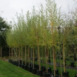 Knotwilg (Salix Alba) -Groen Dome Verkoopwinkel 20121016132723 13