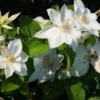 Bosrank (Clematis 'Mrs George Jackman') -Groen Dome Verkoopwinkel 20121017155045 1