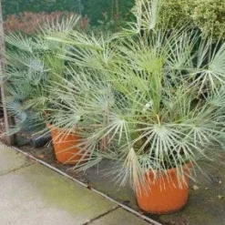 Dwergpalm (Chamaerops Humilis 'Cerifera')