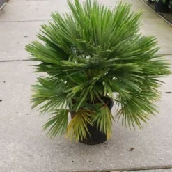 Dwergpalm (Chamaerops Humilis 'Vulcano') -Groen Dome Verkoopwinkel 20121229152912 2